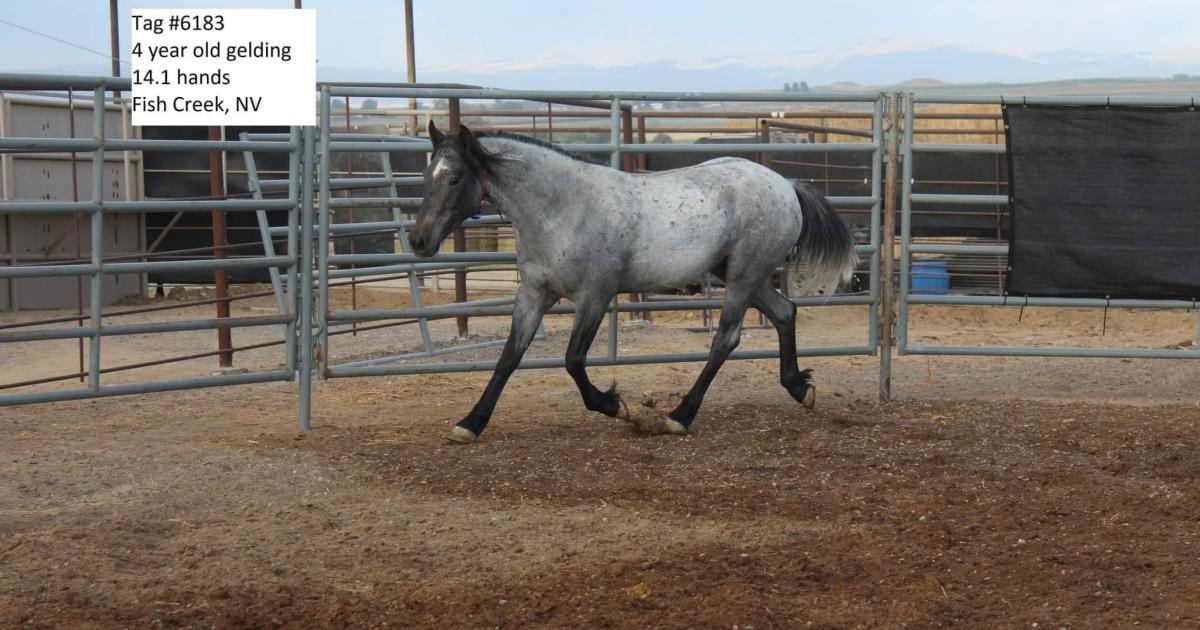 Adopt a wild horse in Caldwell this weekend! Bureau of Land Management